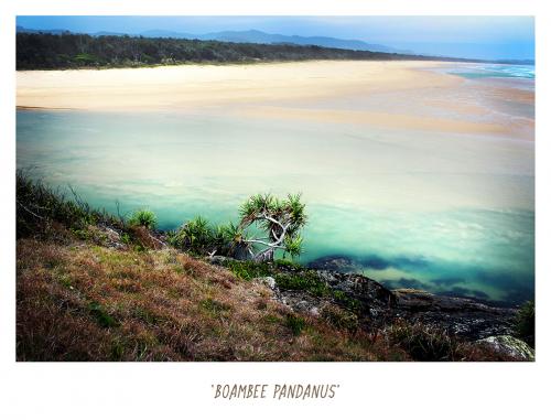 Pandanus Boambee Creek